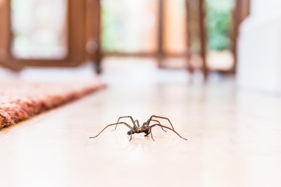 Astuce naturelle pour éloigner les araignées