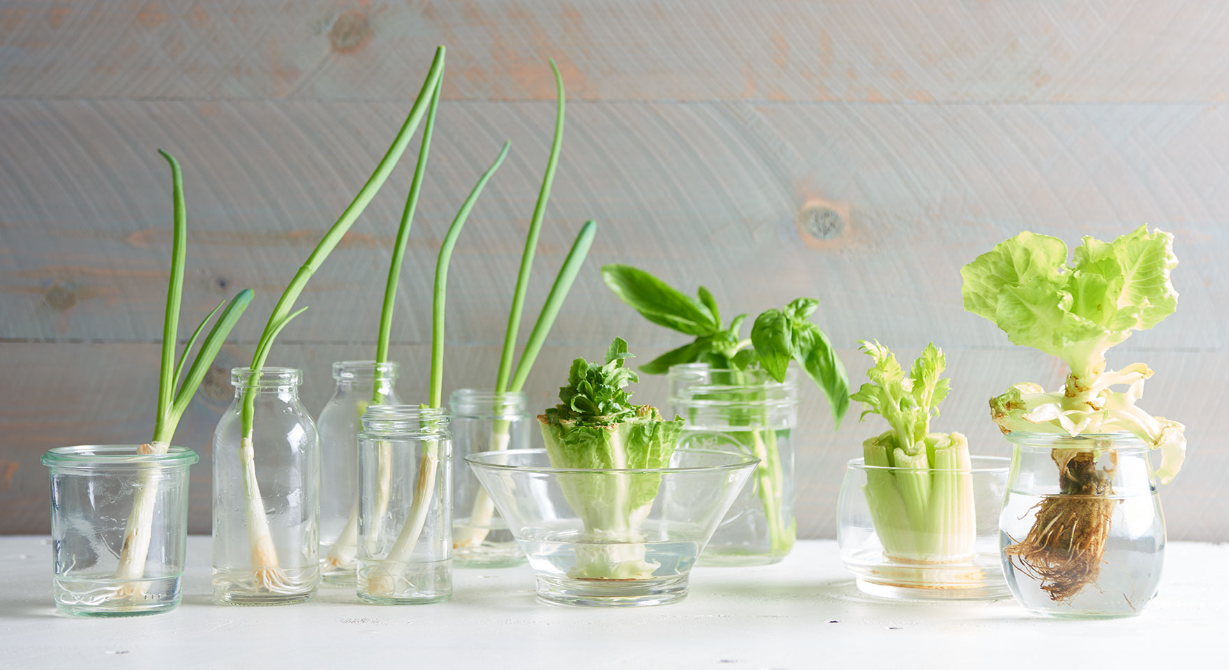 Faire pousser des légumes soi-meme