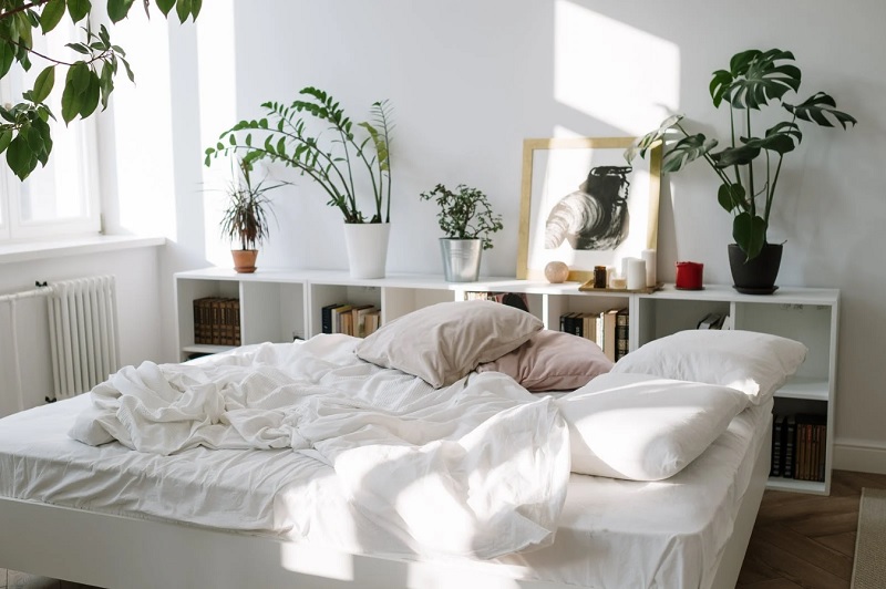 Quelles plantes vertes dans une chambre ?