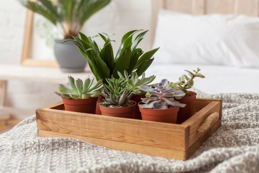 Quelles plantes dans la chambre ?