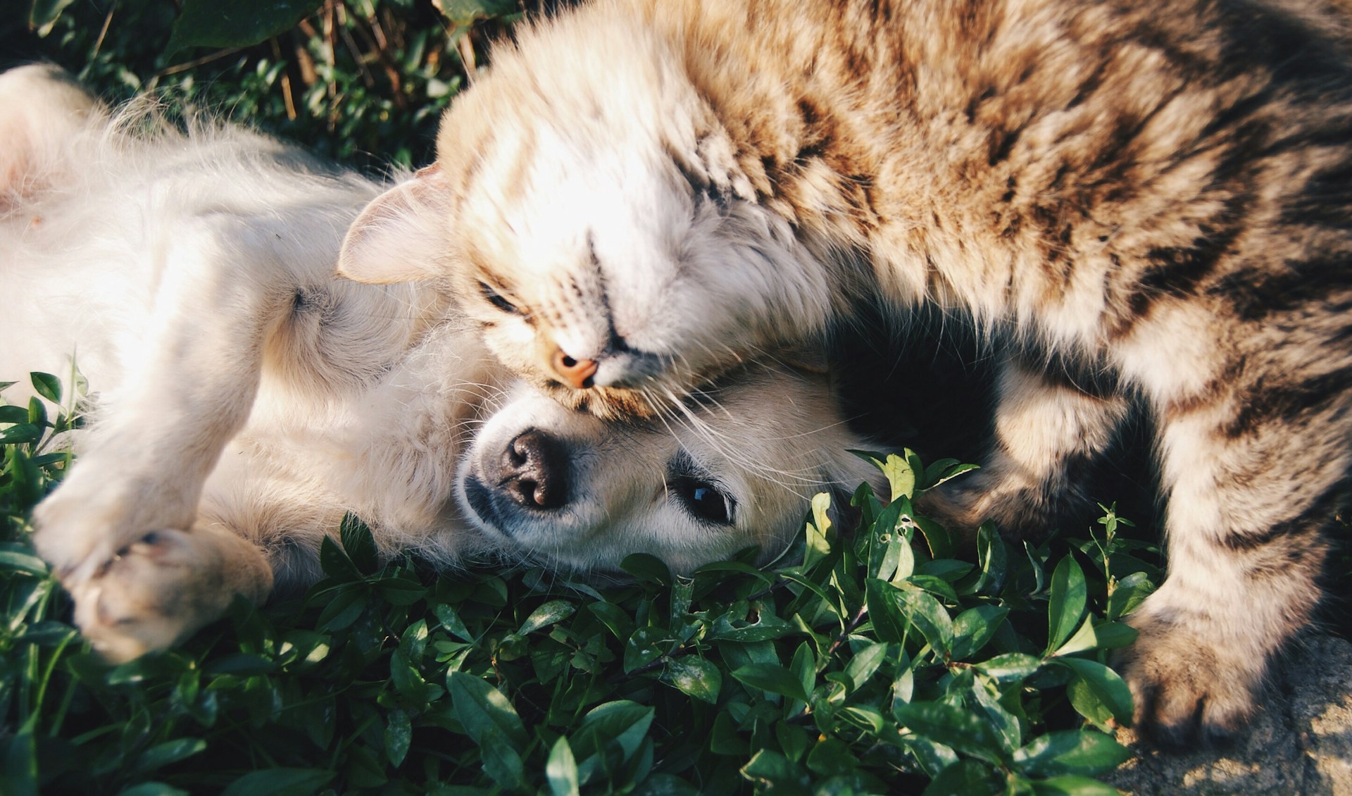 Quelles sont les races de chien les plus affectueuses ?