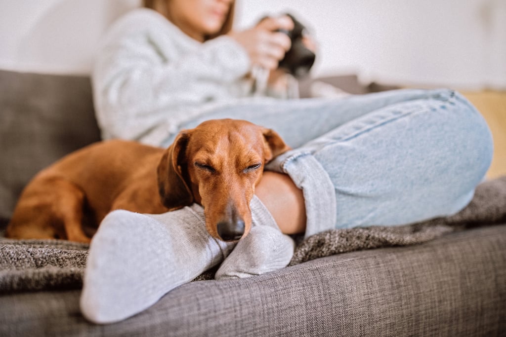 Avoir un chien : bienfaits sur la santé