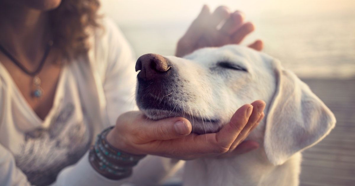 Aimer les chiens