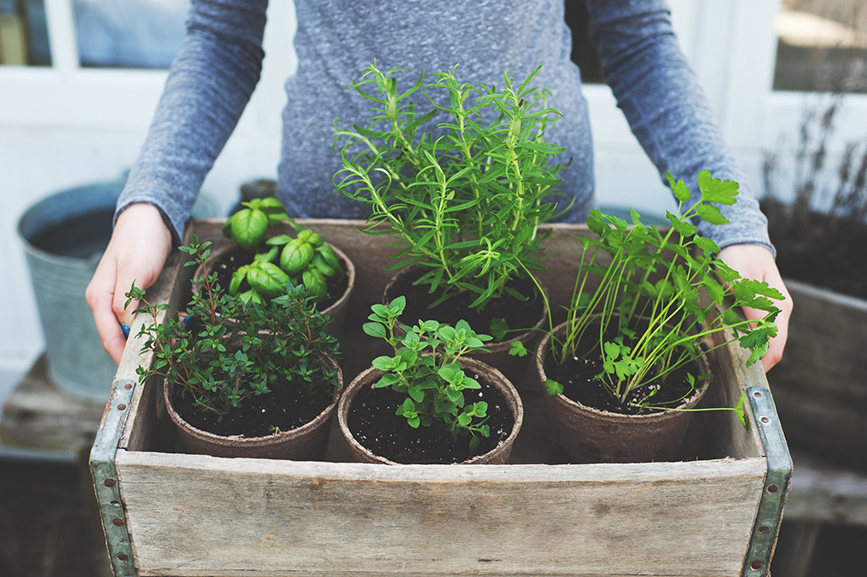 Les plantes vertes donnent une belle peau