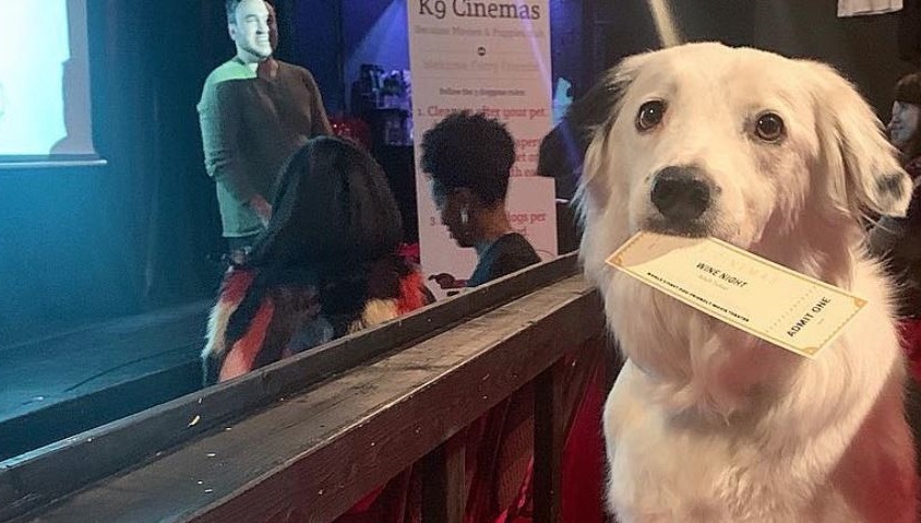 Emmener son chien au cinéma : salles spécialisées