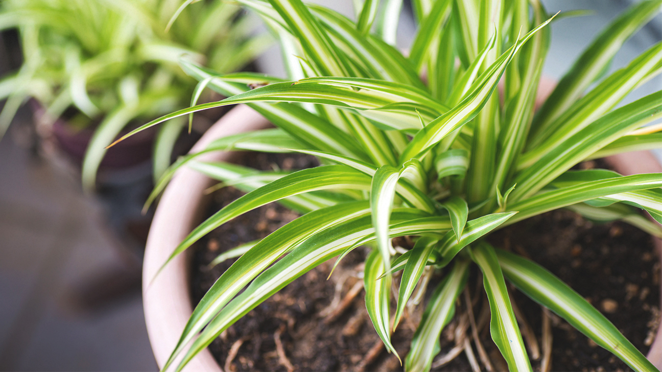 Quelles plantes purifient l'air ?