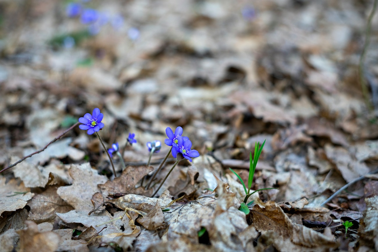 Liste de choses à faire au mois de mars