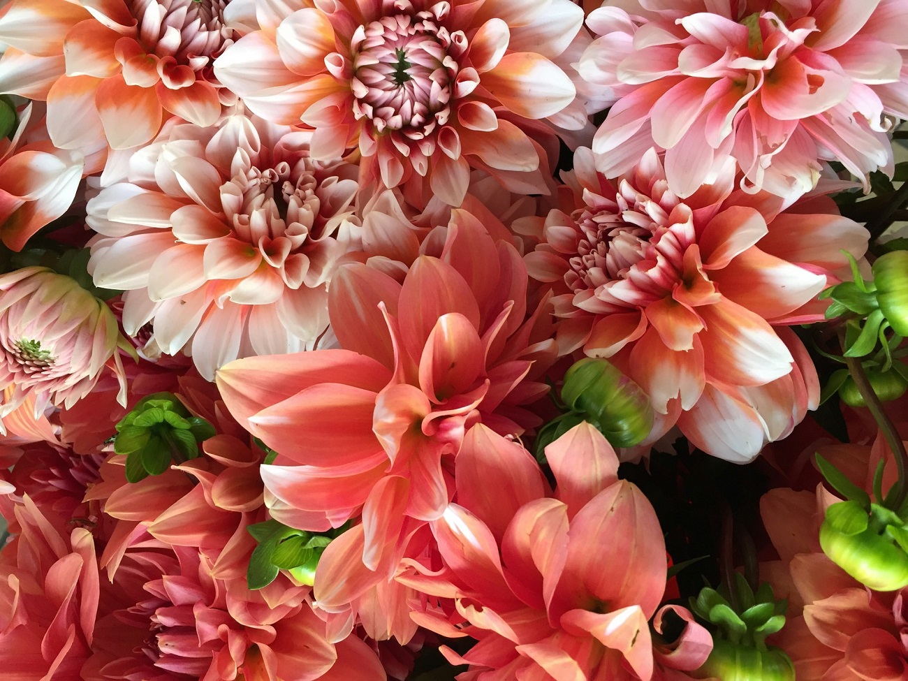 catrina-farrell-79Qa_Zr-iEs-unsplash