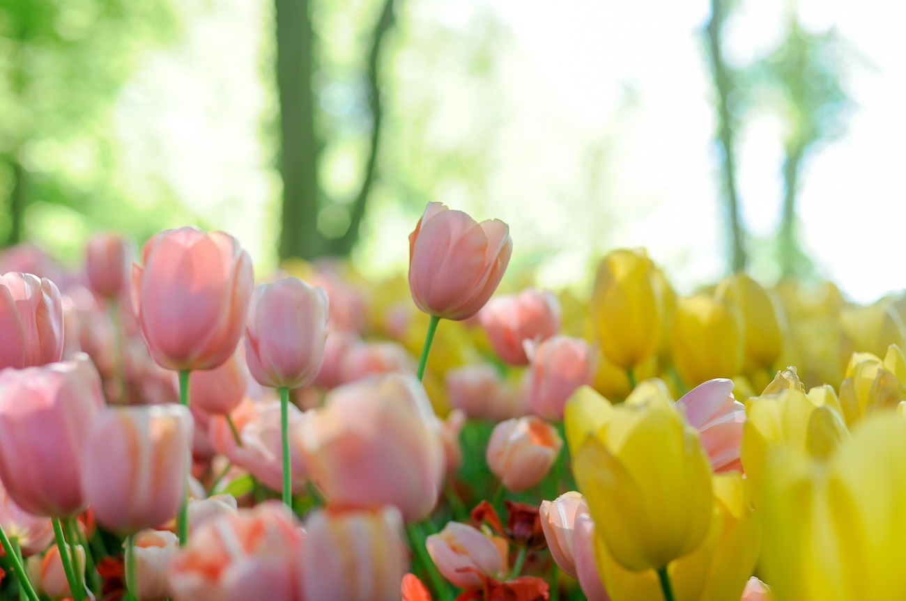 Horoscope 12 mai 2025 pour chaque signe astrologique