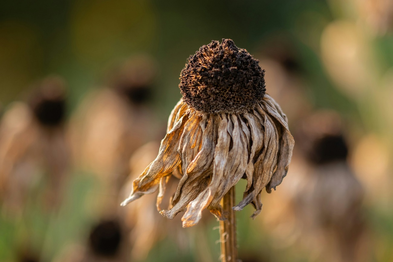 Canicule 2025 : ces deux départements en alerte maximale face à des vagues de chaleur record