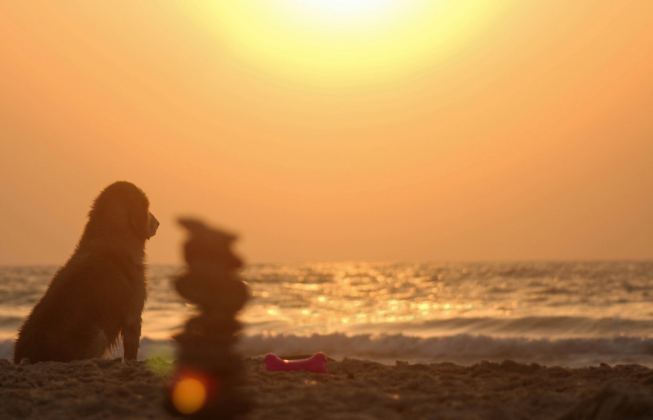 Canicule du 18 juin : ces régions où il va faire très chaud aujourd’hui