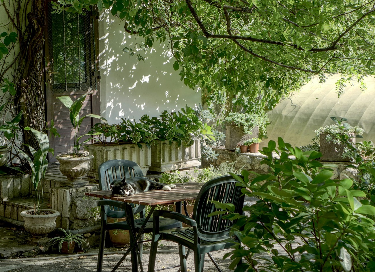 Canicule : comment les plantes d’extérieur rafraîchissent vraiment votre logement