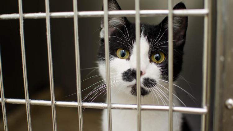 La SPA de Nîmes révoltée après un abandon de chats filmé