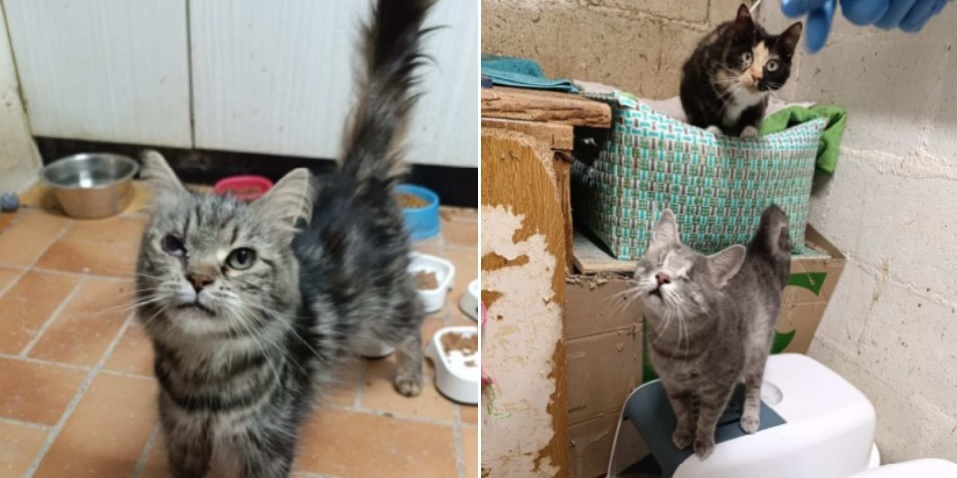33 chats secourus d’un élevage clandestin dans des conditions déplorables dans les Hauts de Seine