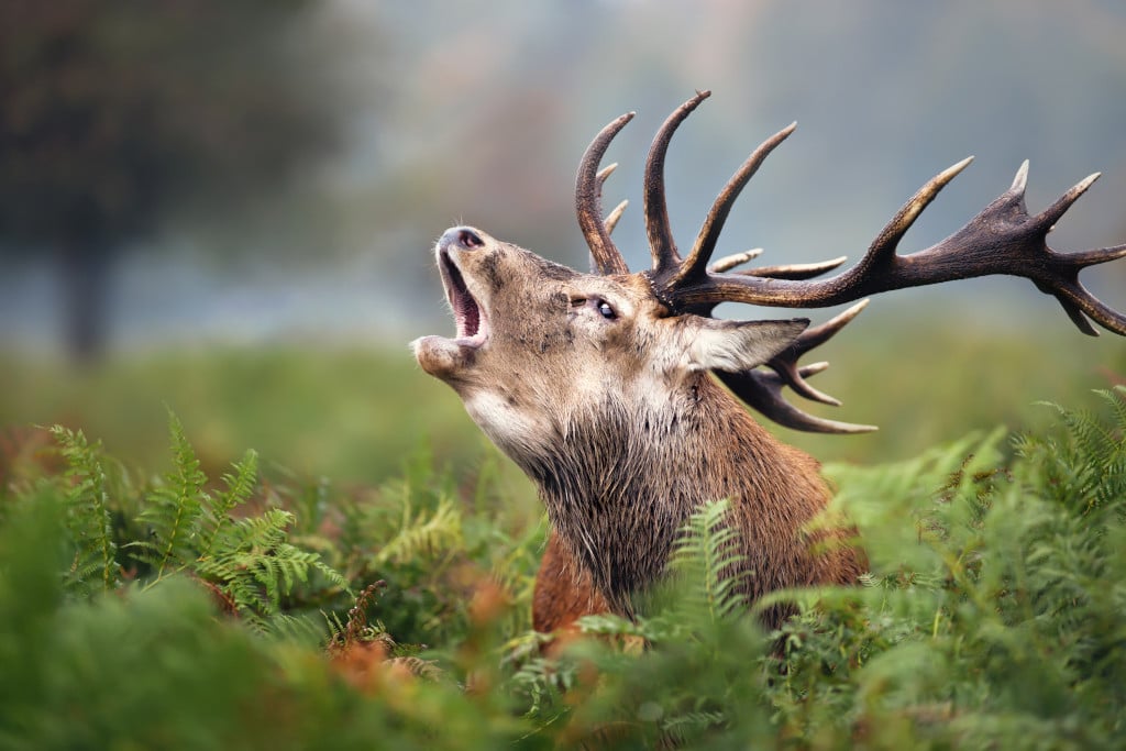 Brame du cerf en direct : et vous, seriez-vous prêt à regarder une vidéo de la forêt de Rambouillet pendant 504 heures ?