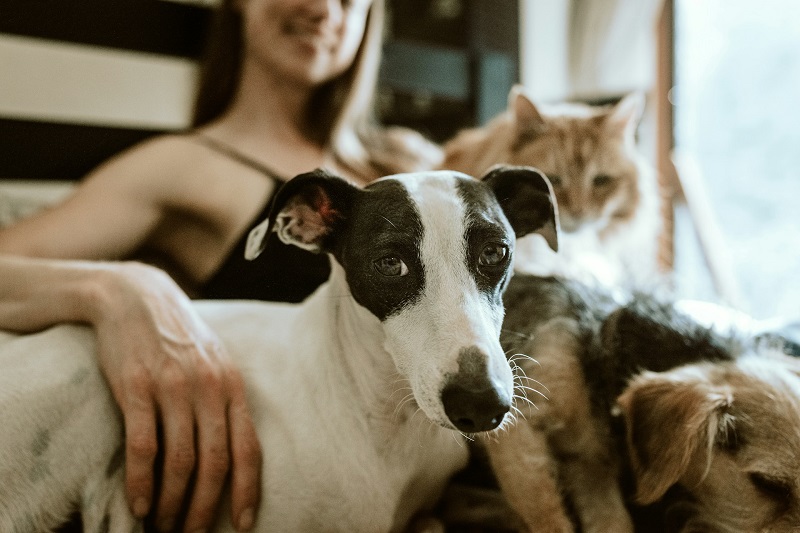 Dog & Cat TV : la nouvelle chaîne télé 100 % chiens et chats débarque en France avec des programmes insolites