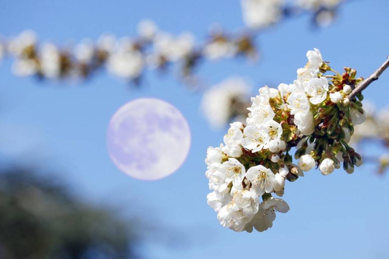 Lune des fleurs, lune du lait&nbsp;: ces noms &eacute;tonnants donn&eacute;s &agrave; la pleine lune du 1er mai